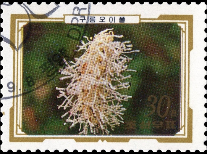 (1989-074) Марка Северная Корея &quot;Кровохлёбка великолепная&quot;   Альпийские цветы III Θ