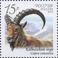 2013-011 Марка Россия Кавказский тур  Фауна России. Дикие козлы и бараны III O