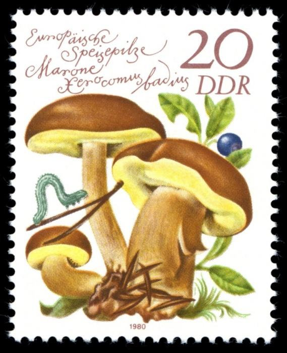 (1980-085) Марка Германия (ГДР) &quot;Польский гриб&quot;    Грибы II Θ