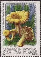 (1984-84) Марка Венгрия "Лисичка обыкновенная"    Съедобные грибы II Θ