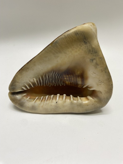 Большая морская раковина Акулья пасть