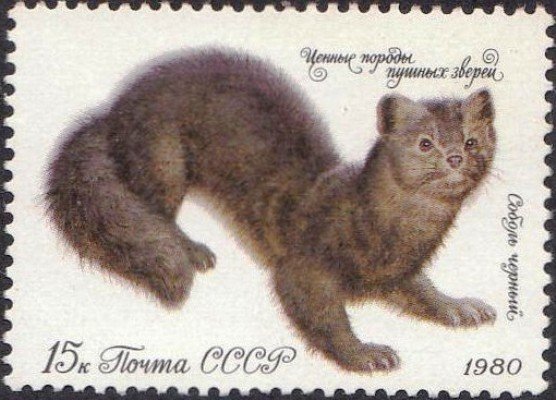 1980-059  Марка СССР Чёрный соболь   Ценные породы пушных зверей III O