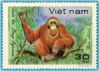 (1981-047a) Марка Вьетнам "Орангутан"  Без перфорации  Дикие животные III Θ