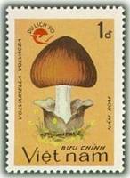 (1990-108) Марка Вьетнам "Вольвариелла вольвовая"    Туризм III O