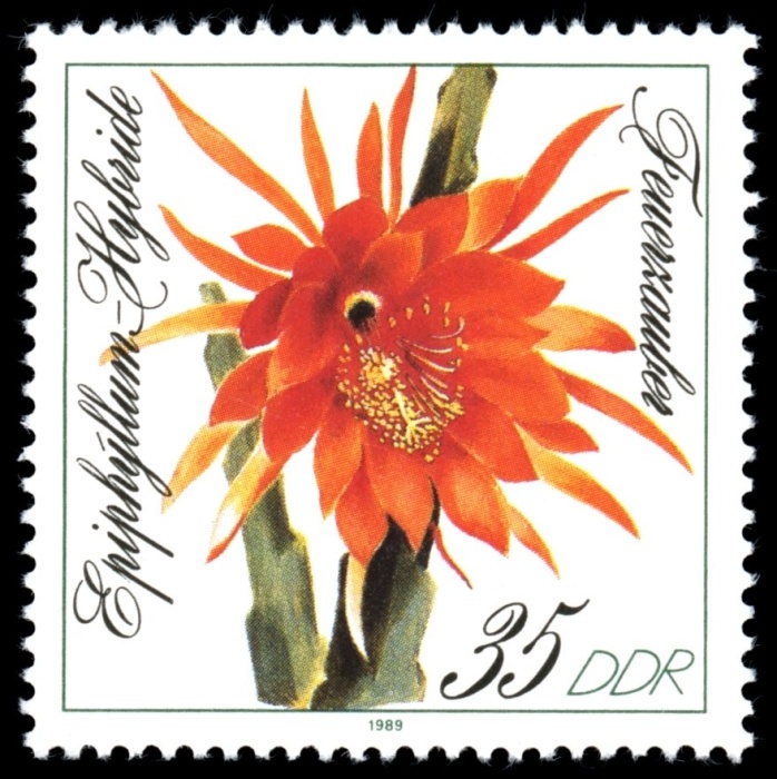 (1989-068) Марка Германия (ГДР) "Волшебный огонь"    Кактусы II O