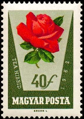 (1962-043) Марка Венгрия "Красная роза"    Розы II &Theta;