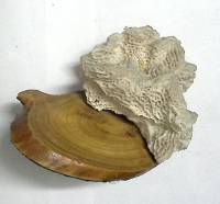 Натуральный коралл на деревяной подставке (сост. на фото)