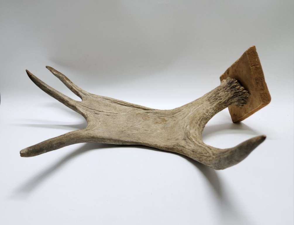 Рог лося настенный большой длина 50 см