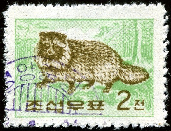(1962-008) Марка Северная Корея &quot;Енотовидная собака&quot;   Хищники Северной Кореи III O