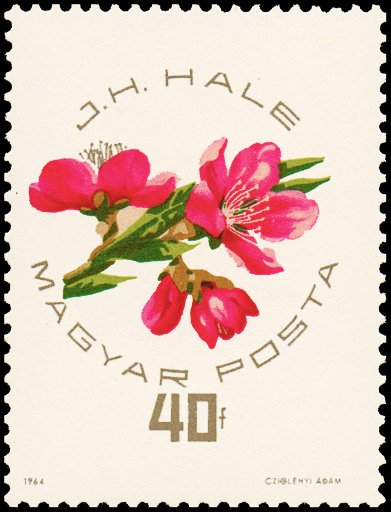 (1964-058) Марка Венгрия &quot;Дж. Хейл&quot; ,  III Θ