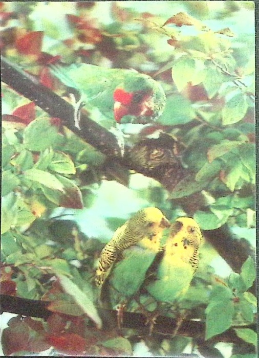 Стерео-открытка Попугаи  , Япония   с. 