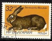 (1986-013) Марка Болгария "Бельгийский Гигант"   Зайцы и кролики III Θ