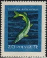 (1958-009) Марка Польша "Щука "   Рыбы I Θ