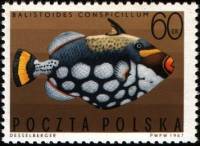 (1967-012) Марка Польша "Крупнопятнистый спинорог"   Экзотические рыбы III Θ