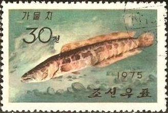 (1975-054) Марка Северная Корея &quot;Змееголов&quot;   Промысловые рыбы III Θ