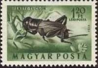 (1954-010) Марка Венгрия "Полевой сверчок"    Насекомые III Θ