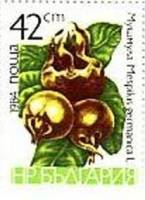 (1984-027) Марка Болгария "Мушмула"   Фрукты III Θ