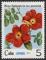 (1979-060) Марка Куба "Шиповник красно-бурый"    Розы III Θ