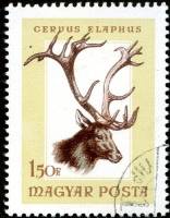 (1966-060) Марка Венгрия "Благородный олень"    Охота I Θ