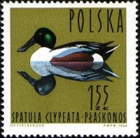 (1964-039) Марка Польша "Широконоска"   Водоплавающие птицы III Θ