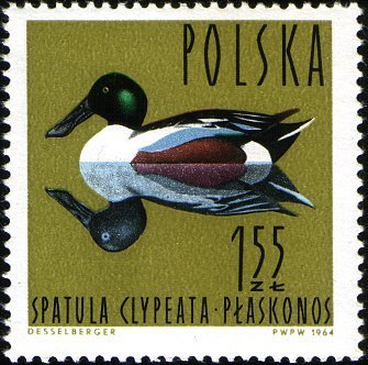 (1964-039) Марка Польша &quot;Широконоска&quot;   Водоплавающие птицы III Θ