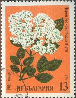 (1981-006) Марка Болгария &quot;Бузина &quot;   Лекарственные растения II Θ