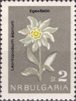 (1963-049) Марка Болгария "Эдельвейс альпийский"   Цветы II Θ