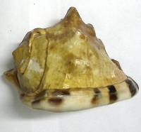 Морская раковина Ципрекассис 16см (сост. на фото)