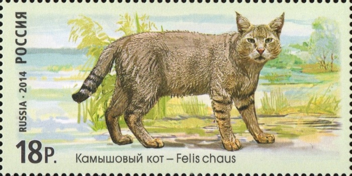 2014-078  Марка Россия Камышовый кот  Фауна России. Дикие кошки III O