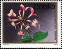 (1972-075) Марка Польша "Жимолость"    Кустарниковые Цветы II O