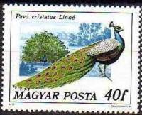 (1977-015) Марка Венгрия "Обыкновенный павлин"    Павлины и фазаны II Θ