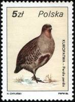 (1986-007) Марка Польша "Серая куропатка"    Охотничья дикая природа III O