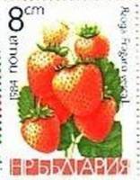 (1984-024) Марка Болгария "Земляника лесная"   Фрукты III O