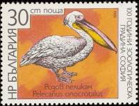 (1988-036) Марка Болгария "Пеликан"   Зоопарк Софии, 100 лет III O