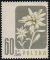 (1957-030) Марка Польша "Эдельвейс альпийский"   Цветы II Θ