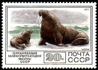 1977-105  Квартблок СССР Морж  Фауна III O