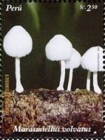 (№2007-2250) Марка Перу 2007 год "Volvatus Marasmiellus", Гашеная