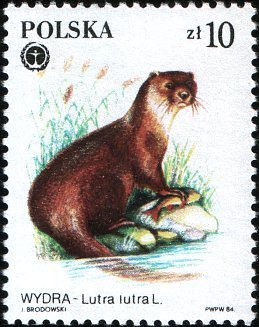 (1984-053) Марка Польша &quot;Выдра&quot;    Защищенные пушные животные III Θ