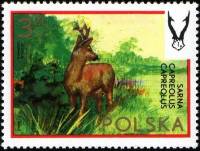 (1973-020) Марка Польша "Косуля"    Дикая природа I Θ