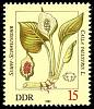 (1982-030) Марка Германия (ГДР) "Белокрыльник"    Ядовитые растения II Θ