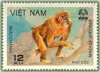 (1981-011a) Марка Вьетнам "Медвежий макак"  Без перфорации  Животные парка Кук Пхонг III Θ