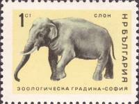 (1966-029) Марка Болгария "Индийский слон"   Софийский зоопарк II O