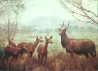 Стерео-открытка "Саванна", Япония