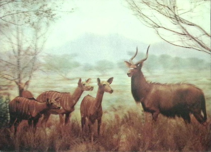 Стерео-открытка &quot;Саванна&quot;, Япония