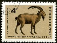 (1966-032) Марка Болгария "Сибирский горный козёл"   Софийский зоопарк II Θ