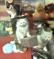 Набор открыток "Кошки", 7 шт., 14*10,5 см., СССР