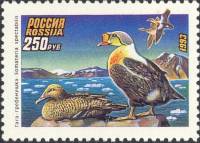 1993-040 Марка Россия Гага-гребенушка  Утки III O