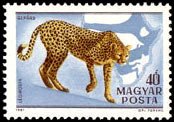 (1981-003) Марка Венгрия "Гепард"    100 лет со дня рождения Каймана Киттенбергера. Фауна Африки II 