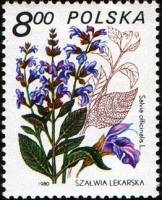 (1980-048) Марка Польша "Шалфей лекарственный"    Лекарственное растение III Θ