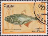 (1977-019) Марка Куба "Ромбовидная тетра"    Аквариум парка Ленина III O